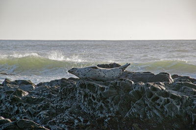Seal Camo - Moonstone Beach