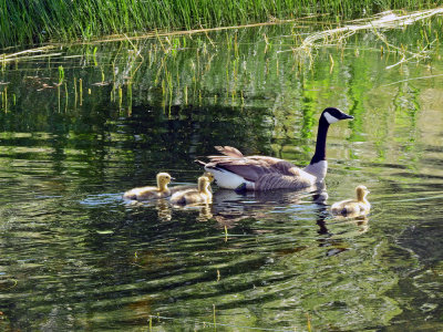 Family outing 1