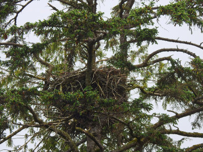 Eagle nest