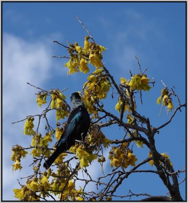 A Tui in a Kowhai tree_2