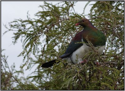 NZ Wood Pigeon