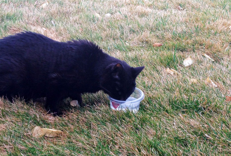 A Quick Sip Outdoors