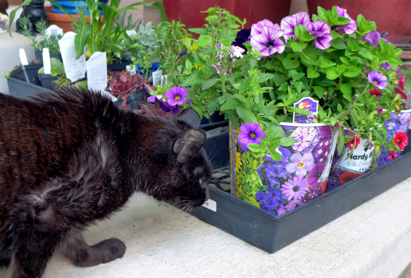 Sniffing Mom's New Plants