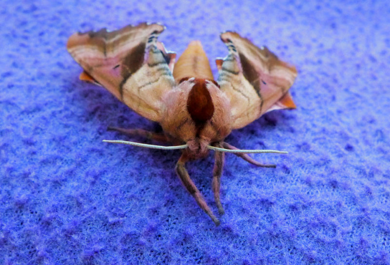 Our Friend the Moth