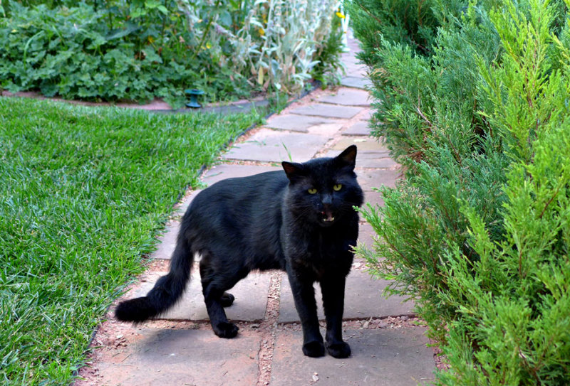 Blackie on the Flagstones