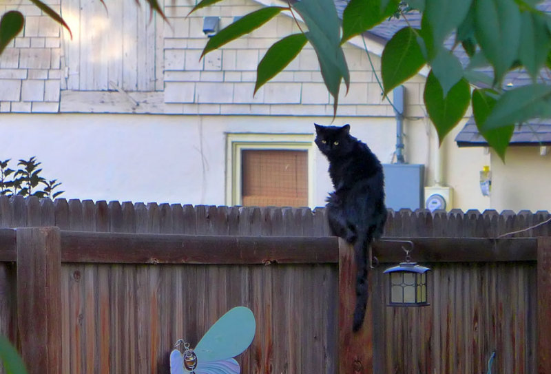 Blackie on the Fence