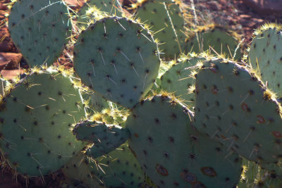 Cathedral Rock Trail-Prickly Pear cactus