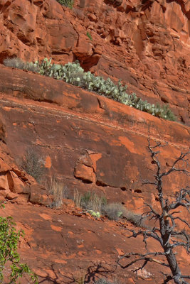Bell Rock Cacti on Ledge