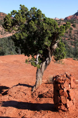 Cathedral Rock-Twisted Pine and Trail Marker