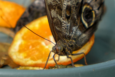 Orange juice butterfly