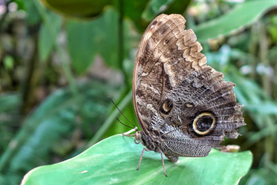 Butterfly with retracted proboscis