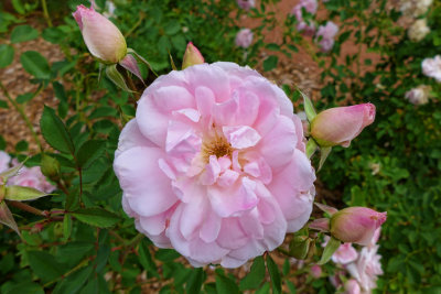 Tara Mandala Temple pink roses