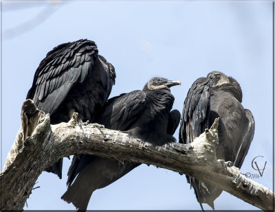 Urubu noir - Black Vulture