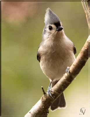 Mesange bicolore - Tufted Titmouse