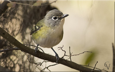 Vireo a tete blue - Blue head Vireo