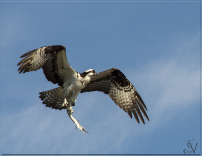 Balbuzard pecheur - Osprey