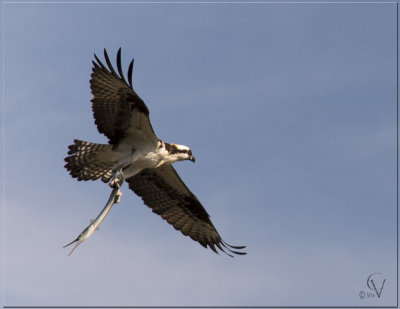 Balbuzard pecheur - Osprey