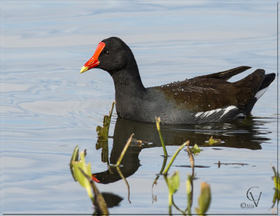 Galinule d'Amerique - Common galinulle