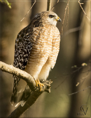 Buse a epeulettes - Red shouldered Hawk