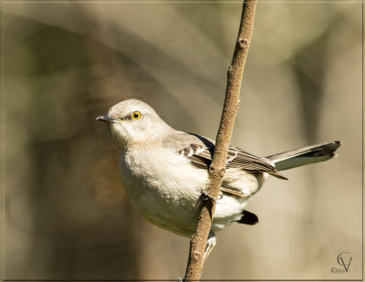 Moqueur polygotte - Northern Mockingbird