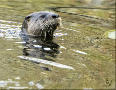 Loutre - Otter