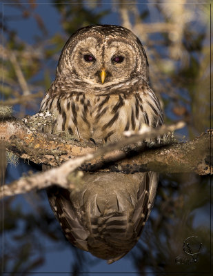 Chouette rayee -Barred Owl