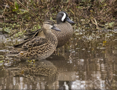Sarcelle a ailes bleues - Blue winged teal
