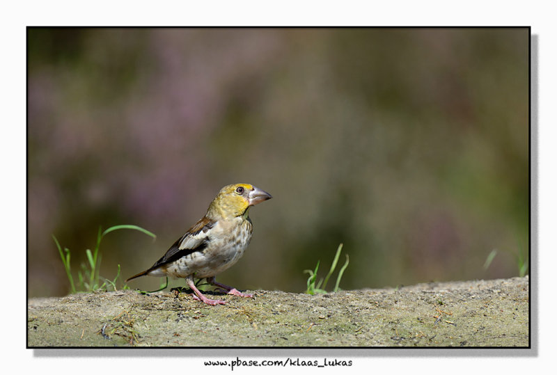 appelvink_D4R0250.jpg