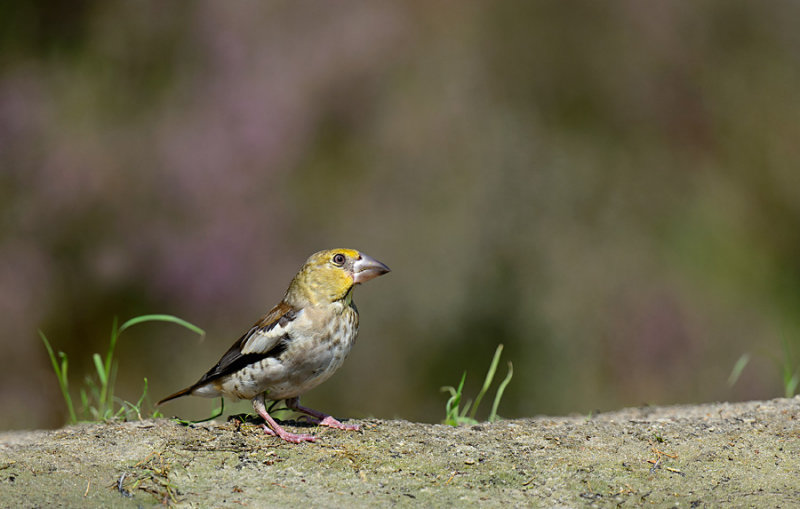 appelvink_D4R0250.jpg