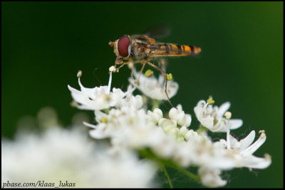 a_D808502.jpg