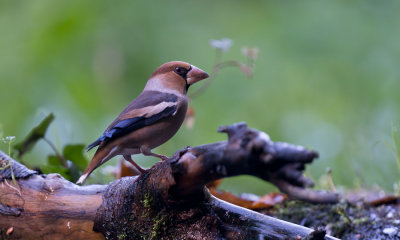 a_D806797.jpg