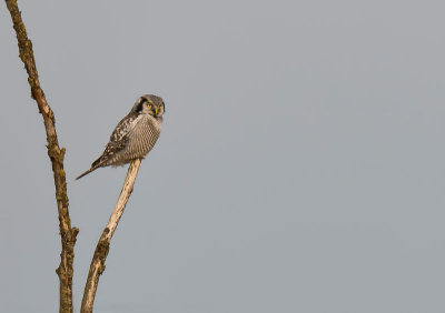 Northern Hawk Owl - Sperweruil