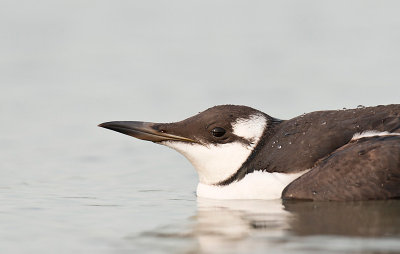 Common Murre / Zeekoet