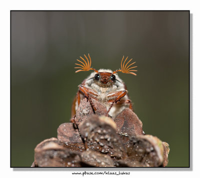 (Melolontha melolontha) DSC_6169.jpg