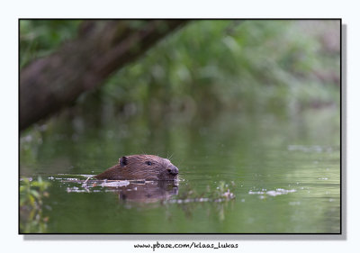 Beaver - Bever