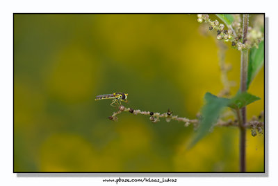 _D800890.jpg