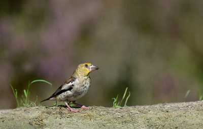 appelvink_D4R0250.jpg