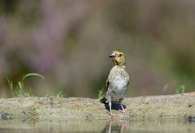 appelvink_D4R0267.jpg