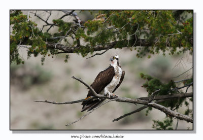 Osprey - Visarend