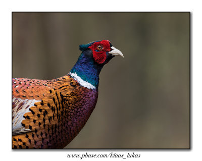 Common Pheasant