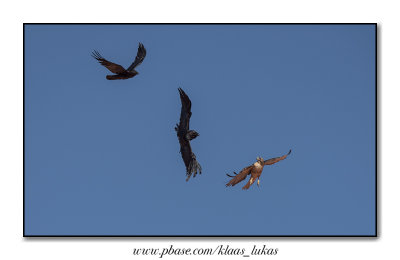 Swainson's Hawk