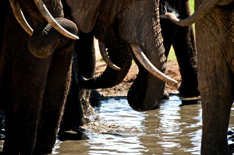 African elephant - Loxodonta africana