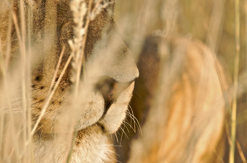 Long grass
