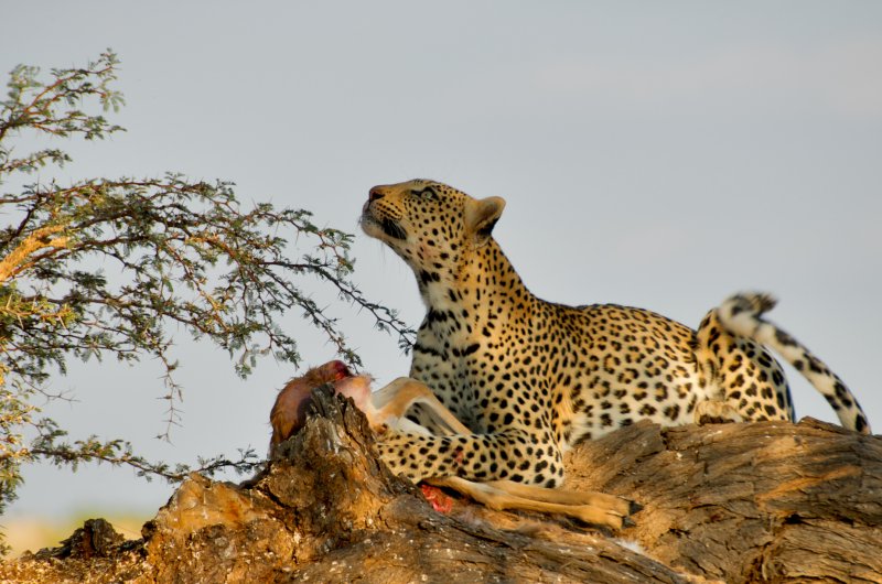Leopard - Panthera pardus
