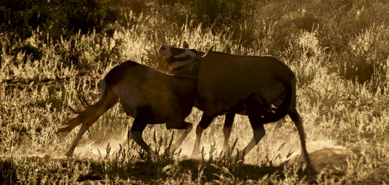 Gemsbok - Oryx gazella