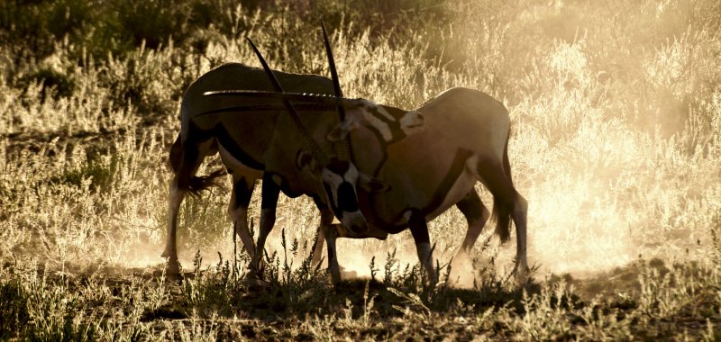 Gemsbok - Oryx gazella