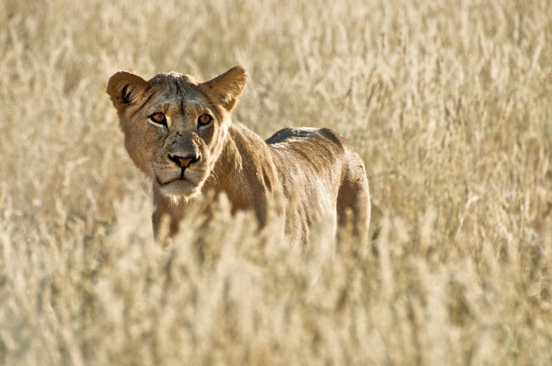 Lion - Panthera leo