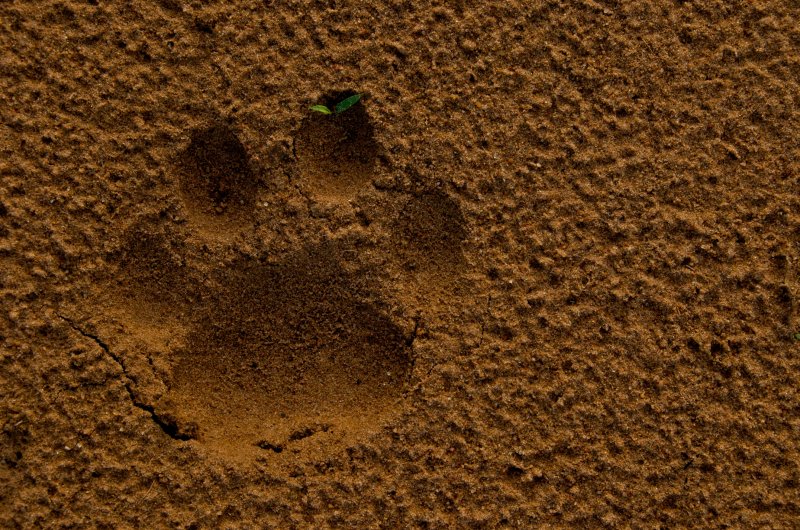 Leopard - Panthera pardus