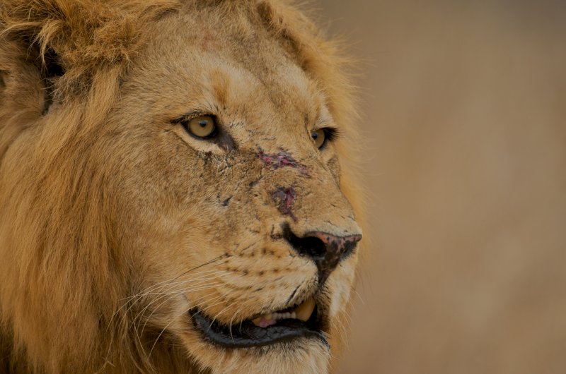The pride of the pride