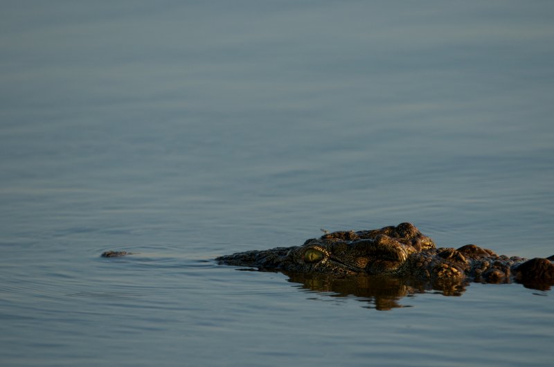Croc riding